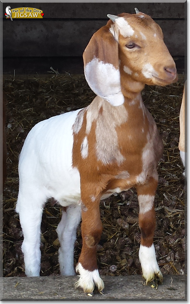 See Jigsaw the Boer Goat, the Pet of the Day See Jigsaw the Boer Goat, the Pet of the Day
