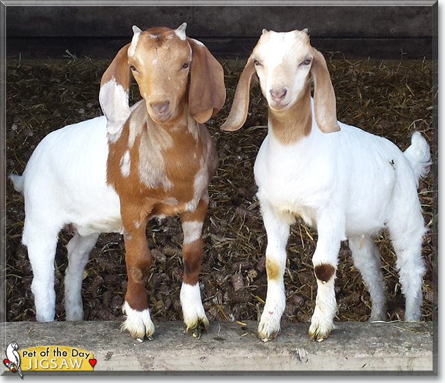 See Jigsaw the Boer Goat, the Pet of the Day See Jigsaw the Boer Goat, the Pet of the Day