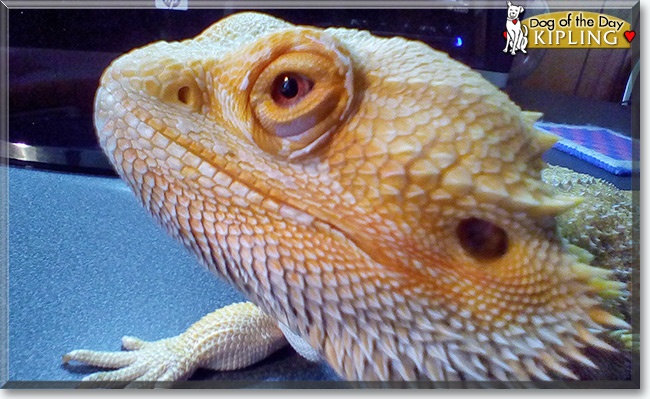 See Kipling the Bearded Dragon, the Pet of the Day See Kipling the Bearded Dragon, the Pet of the Day
