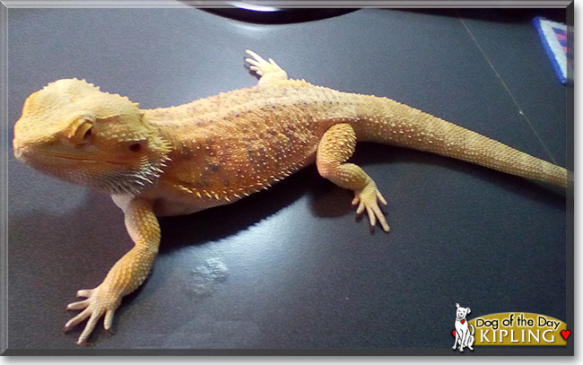 See Kipling the Bearded Dragon, the Pet of the Day See Kipling the Bearded Dragon, the Pet of the Day