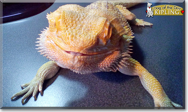 See Kipling the Bearded Dragon, the Pet of the Day See Kipling the Bearded Dragon, the Pet of the Day