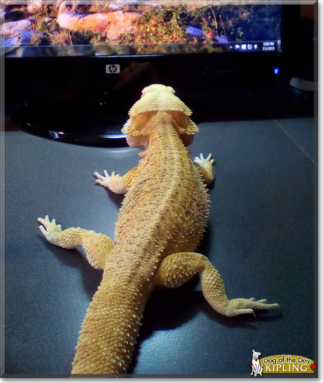 See Kipling the Bearded Dragon, the Pet of the Day See Kipling the Bearded Dragon, the Pet of the Day