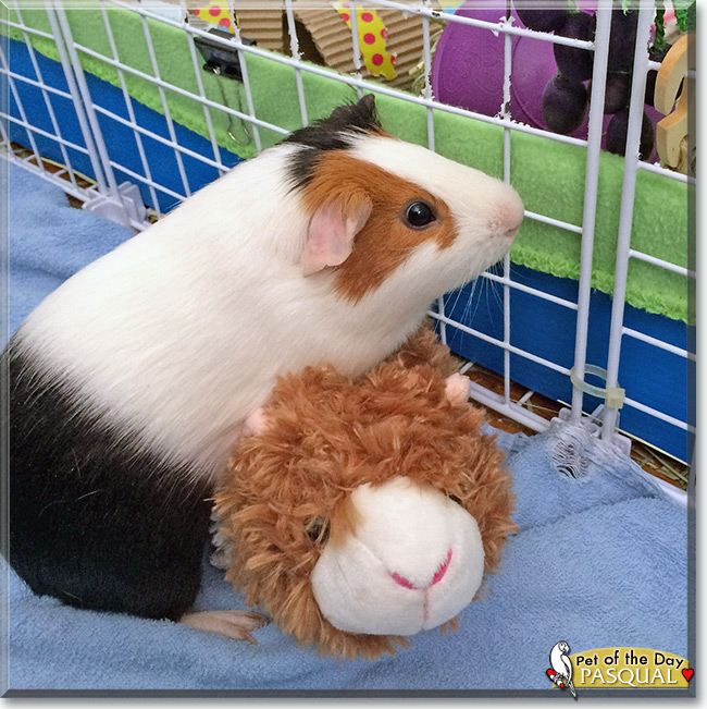 See Pasqual the Guinea Pig, the Pet of the Day See Pasqual the Guinea Pig, the Pet of the Day