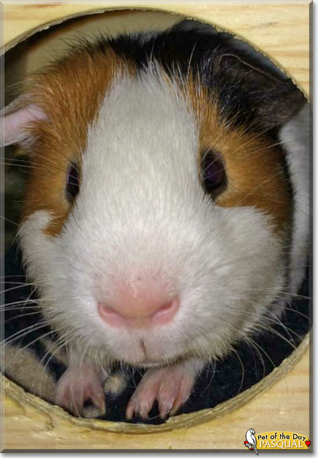 See Pasqual the Guinea Pig, the Pet of the Day See Pasqual the Guinea Pig, the Pet of the Day