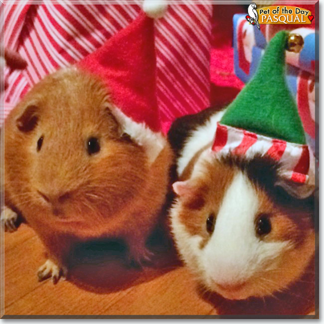 See Pasqual the Guinea Pig, the Pet of the Day See Pasqual the Guinea Pig, the Pet of the Day