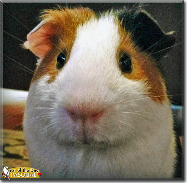 See Pasqual the Guinea Pig, the Pet of the Day See Pasqual the Guinea Pig, the Pet of the Day
