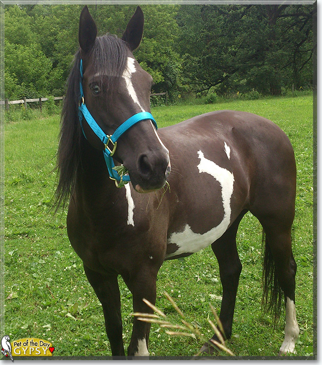 See Gypsy the Paint/Arabian Horse, the Pet of the Day See Gypsy the Paint/Arabian Horse, the Pet of the Day