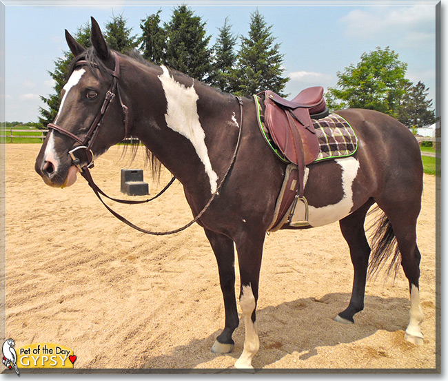 See Gypsy the Paint/Arabian Horse, the Pet of the Day See Gypsy the Paint/Arabian Horse, the Pet of the Day