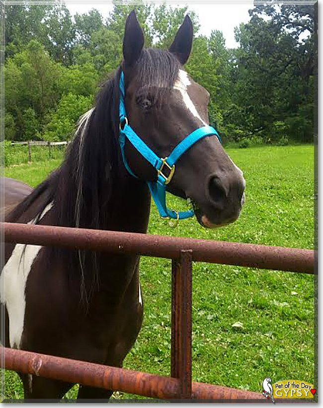 See Gypsy the Paint/Arabian Horse, the Pet of the Day See Gypsy the Paint/Arabian Horse, the Pet of the Day