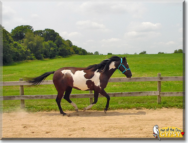See Gypsy the Paint/Arabian Horse, the Pet of the Day See Gypsy the Paint/Arabian Horse, the Pet of the Day