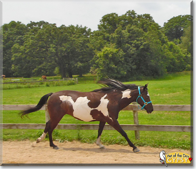 See Gypsy the Paint/Arabian Horse, the Pet of the Day See Gypsy the Paint/Arabian Horse, the Pet of the Day