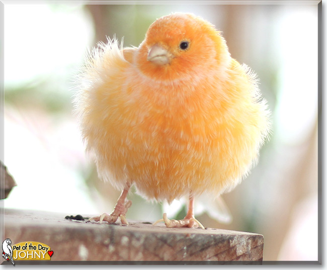 See Johny the Canary, the Pet of the Day See Johny the Canary, the Pet of the Day
