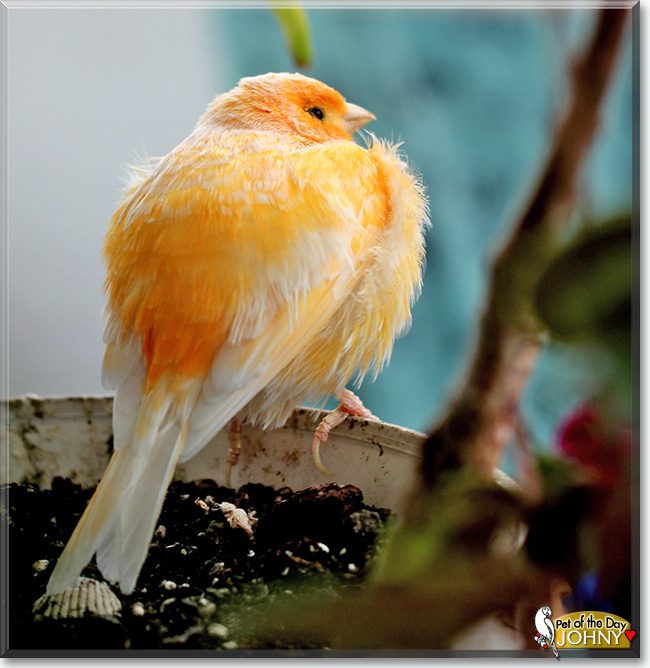 See Johny the Canary, the Pet of the Day See Johny the Canary, the Pet of the Day