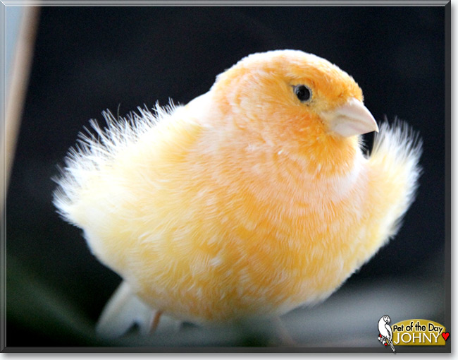 See Johny the Canary, the Pet of the Day See Johny the Canary, the Pet of the Day