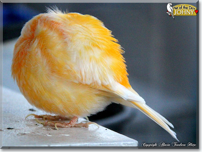 See Johny the Canary, the Pet of the Day See Johny the Canary, the Pet of the Day