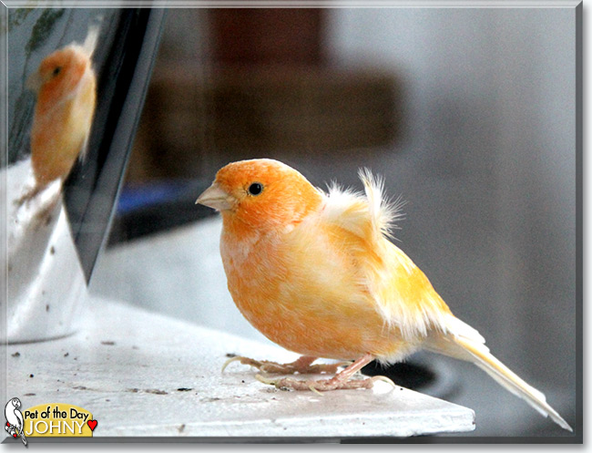See Johny the Canary, the Pet of the Day See Johny the Canary, the Pet of the Day