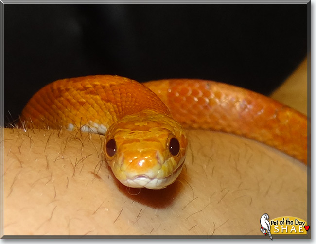 See Shae the Corn Snake, the Pet of the Day See Shae the Corn Snake, the Pet of the Day