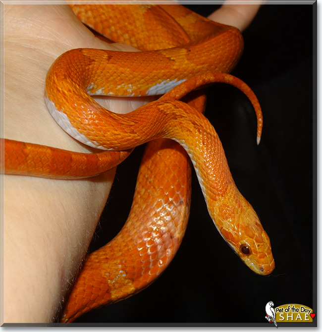 See Shae the Corn Snake, the Pet of the Day See Shae the Corn Snake, the Pet of the Day