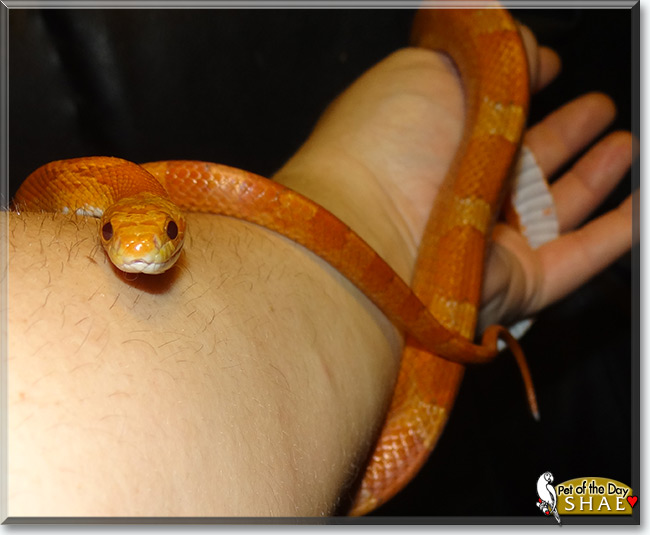 See Shae the Corn Snake, the Pet of the Day See Shae the Corn Snake, the Pet of the Day