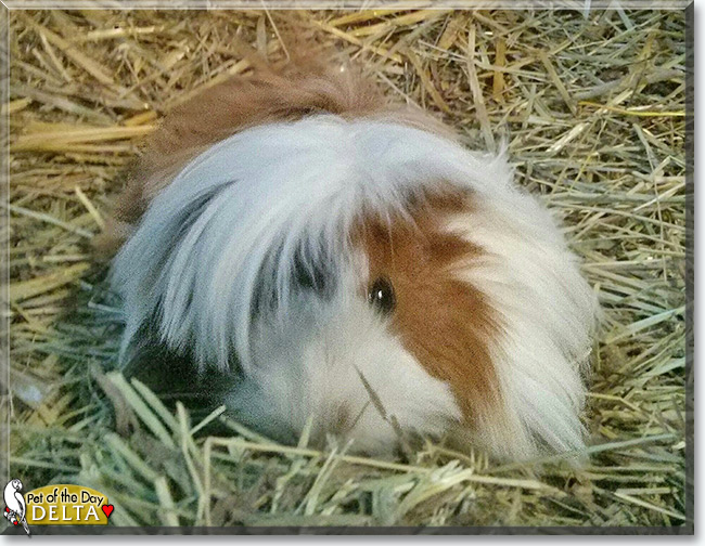 See Delta the Peruvian Guinea Pig, the Pet of the Day See Delta the Peruvian Guinea Pig, the Pet of the Day