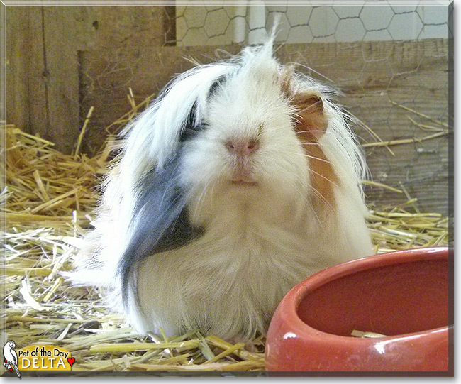 See Delta the Peruvian Guinea Pig, the Pet of the Day See Delta the Peruvian Guinea Pig, the Pet of the Day