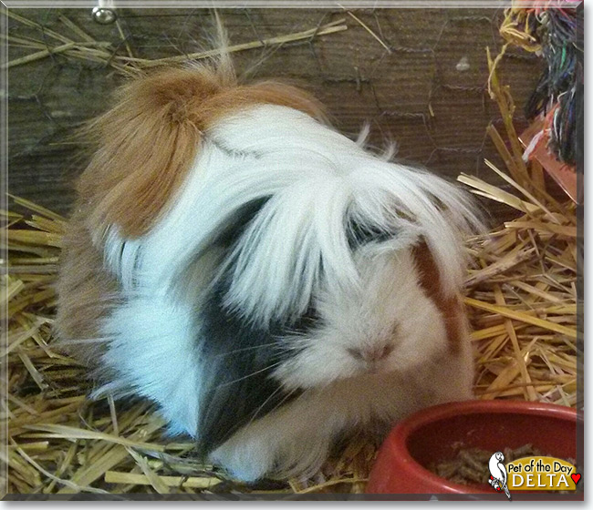 See Delta the Peruvian Guinea Pig, the Pet of the Day See Delta the Peruvian Guinea Pig, the Pet of the Day