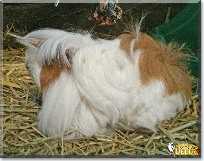 See Delta the Peruvian Guinea Pig, the Pet of the Day See Delta the Peruvian Guinea Pig, the Pet of the Day