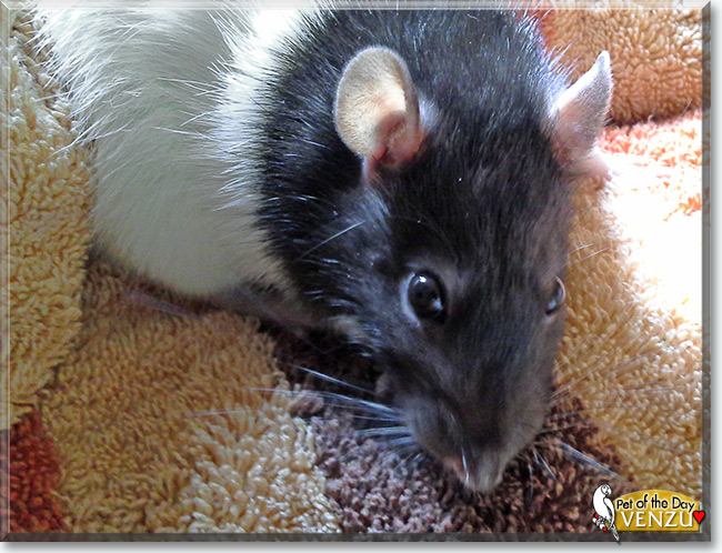 See Venzu the Fancy Rat, the Pet of the Day See Venzu the Fancy Rat, the Pet of the Day