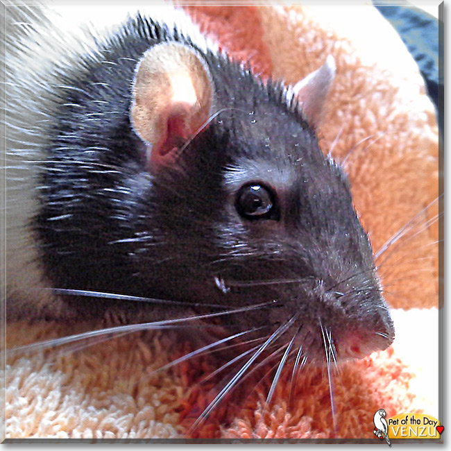 See Venzu the Fancy Rat, the Pet of the Day See Venzu the Fancy Rat, the Pet of the Day