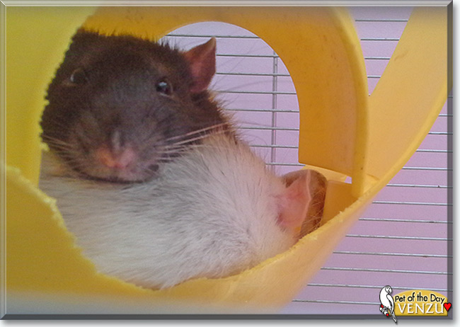 See Venzu the Fancy Rat, the Pet of the Day See Venzu the Fancy Rat, the Pet of the Day