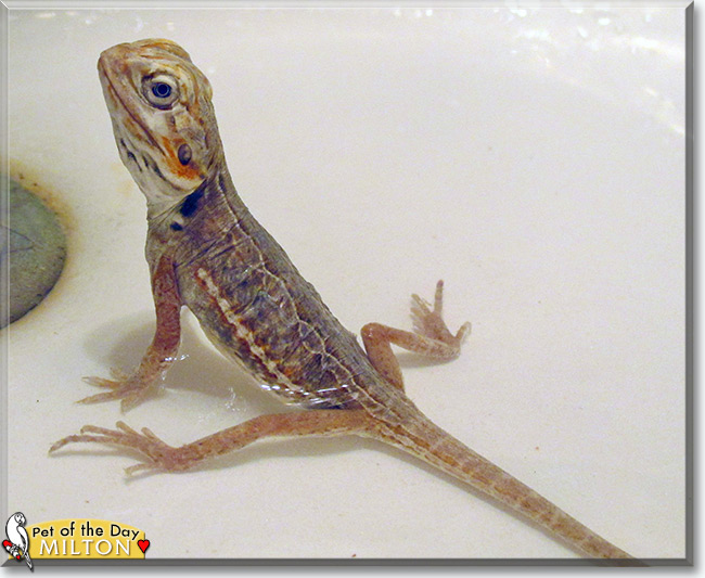 See Milton the Bearded Dragon, the Pet of the Day See Milton the Bearded Dragon, the Pet of the Day