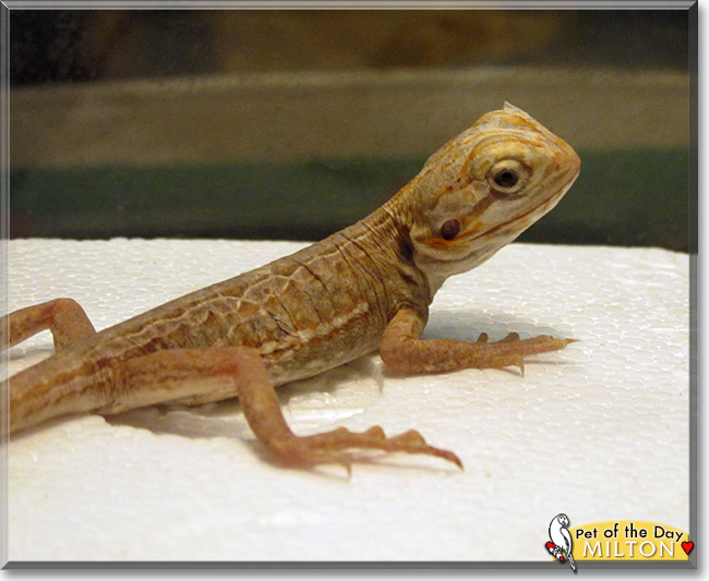 See Milton the Bearded Dragon, the Pet of the Day See Milton the Bearded Dragon, the Pet of the Day