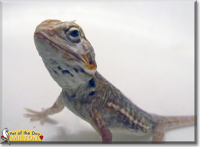 See Milton the Bearded Dragon, the Pet of the Day See Milton the Bearded Dragon, the Pet of the Day