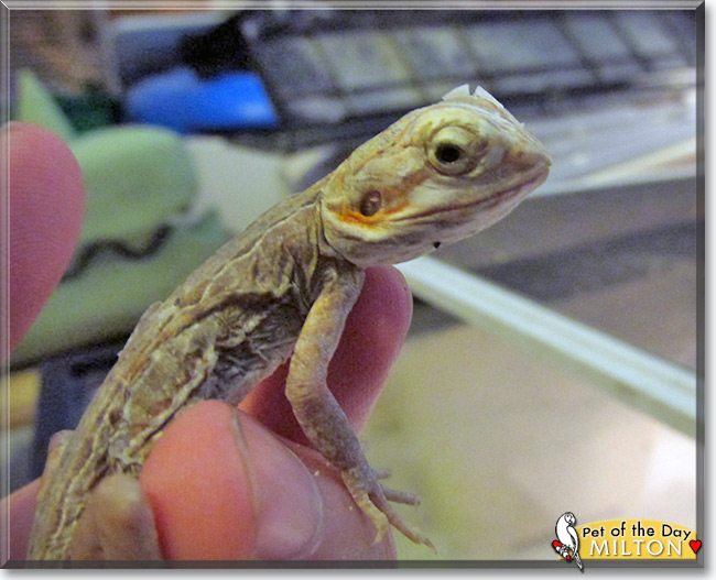 See Milton the Bearded Dragon, the Pet of the Day See Milton the Bearded Dragon, the Pet of the Day