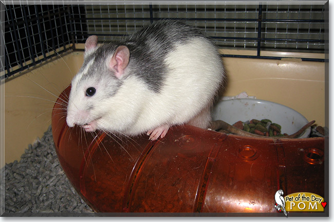See  Pom the Husky Rat, the Pet of the Day