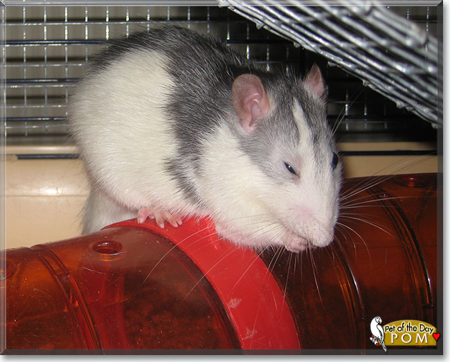Husky rat cheap