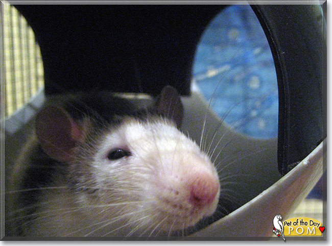 See  Pom the Husky Rat, the Pet of the Day