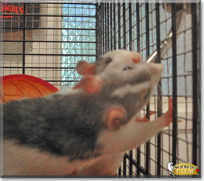 See  Pom the Husky Rat, the Pet of the Day