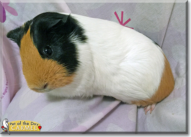 See Carmel the Guinea Pig, the Pet of the Day See Carmel the Guinea Pig, the Pet of the Day