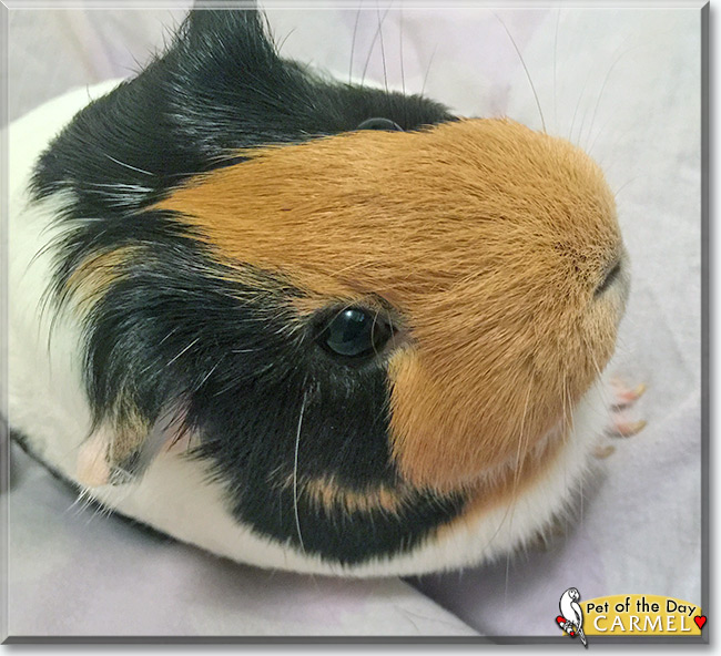 See Carmel the Guinea Pig, the Pet of the Day See Carmel the Guinea Pig, the Pet of the Day