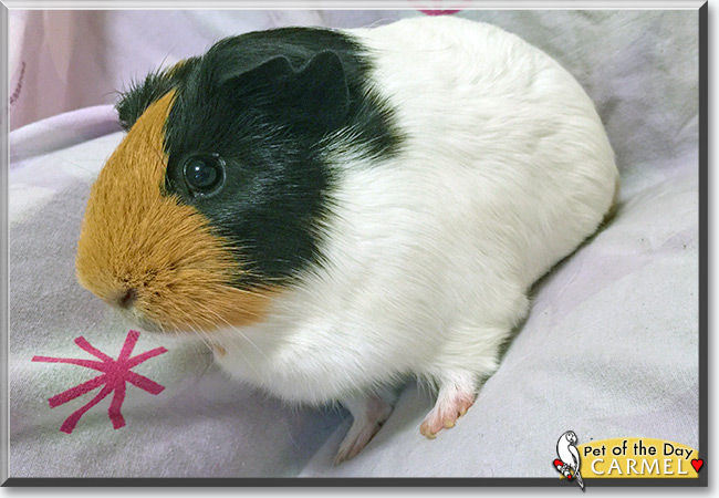 See Carmel the Guinea Pig, the Pet of the Day See Carmel the Guinea Pig, the Pet of the Day