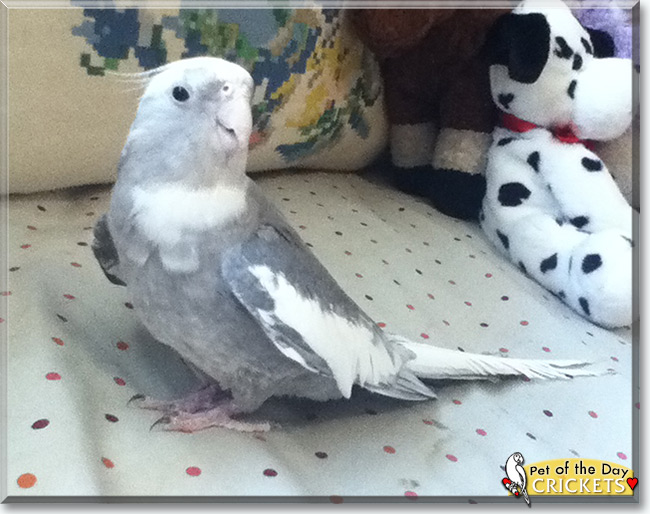 See Crickets the Cockatiel, the Pet of the Day See Crickets the Cockatiel, the Pet of the Day