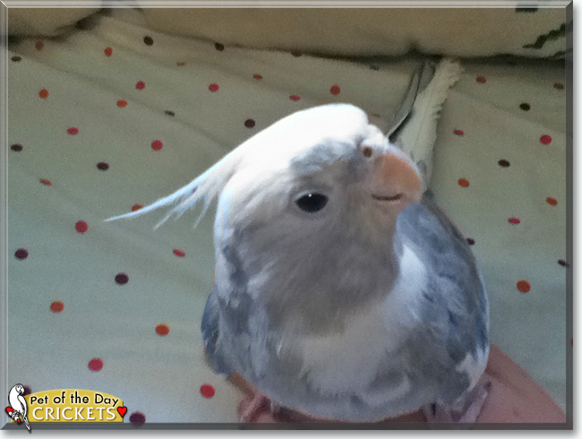 See Crickets the Cockatiel, the Pet of the Day See Crickets the Cockatiel, the Pet of the Day