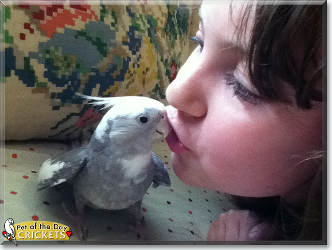 See Crickets the Cockatiel, the Pet of the Day See Crickets the Cockatiel, the Pet of the Day