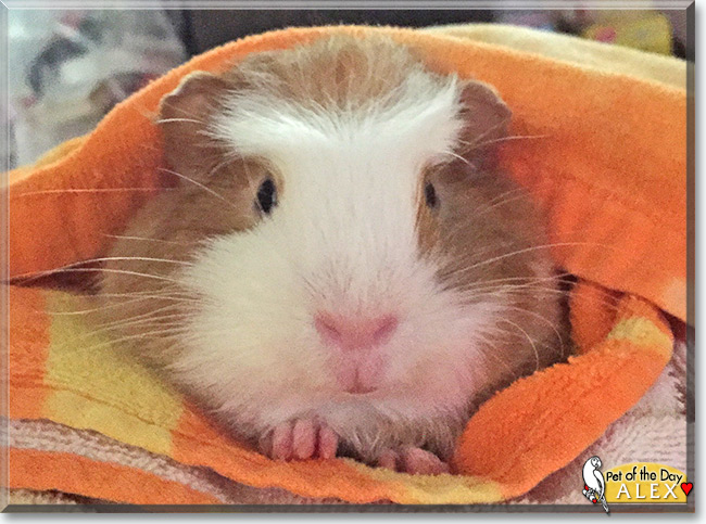 See Alex the Guinea Pig, the Pet of the Day See Alex the Guinea Pig, the Pet of the Day