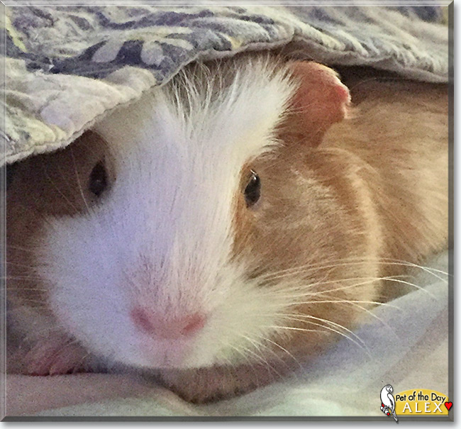 See Alex the Guinea Pig, the Pet of the Day See Alex the Guinea Pig, the Pet of the Day