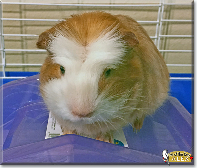 See Alex the Guinea Pig, the Pet of the Day See Alex the Guinea Pig, the Pet of the Day