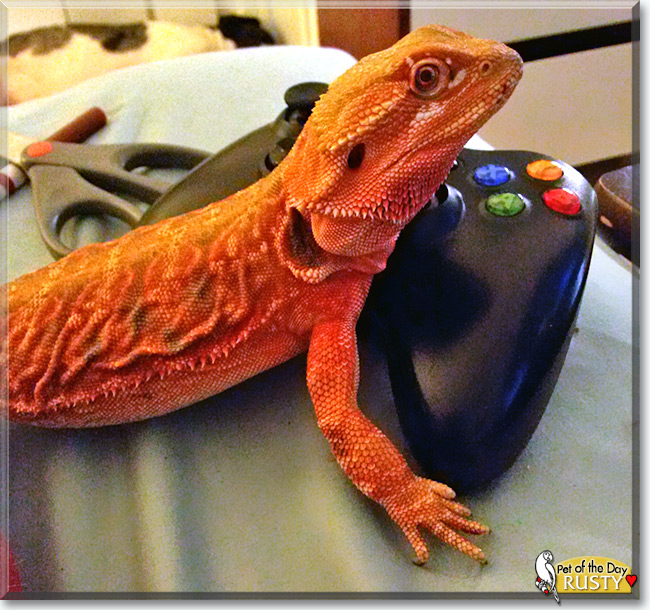 See Rusty the Bearded Dragon, the Pet of the Day See Rusty the Bearded Dragon, the Pet of the Day