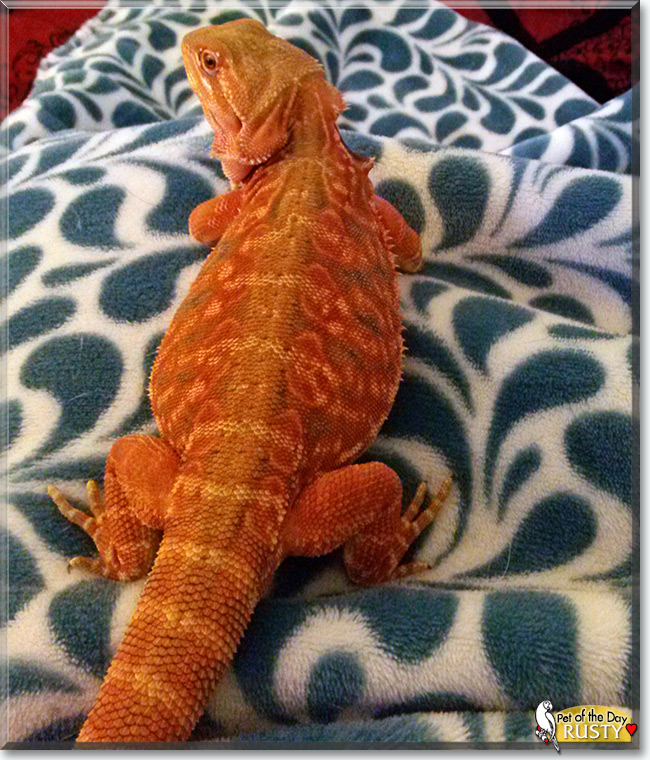 See Rusty the Bearded Dragon, the Pet of the Day See Rusty the Bearded Dragon, the Pet of the Day