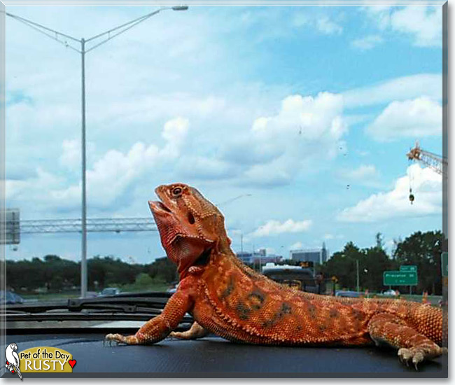 See Rusty the Bearded Dragon, the Pet of the Day See Rusty the Bearded Dragon, the Pet of the Day